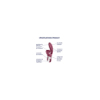 Vibromasseur rabbit point G rouge double stimulation clitoridienne Touch Me Satisfyer 